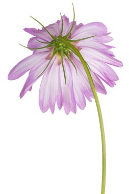 Pembe Kozmos Çiçeği 'nin Stüdyo Çekimi Beyaz Arkaplanda İzole Edildi. Geniş Alan Derinliği (DOF). Makro. Yakın plan..