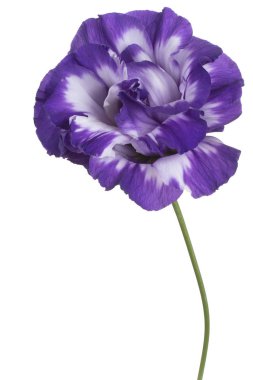 Beyaz arka plan üzerinde izole mavi renkli Eustoma çiçek stüdyo çekim. Büyük derinlik-in tarla (Dof). Makro. Yakın çekim.