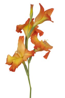 Beyaz arka plan üzerinde izole kırmızı ve sarı renkli Glayöl çiçek stüdyo çekim. Büyük derinlik-in tarla (Dof). Makro. Yakın çekim.