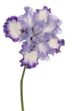 Mavi Renkli Iris Çiçeği 'nin Stüdyo Çekimi Beyaz Arkaplanda İzole Edildi. Geniş Alan Derinliği (DOF). Makro. Yakın plan..