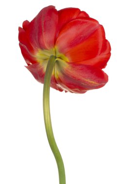 Kırmızı Renkli Lale Çiçeğinin Stüdyo Çekimi Beyaz Arkaplanda İzole Edildi. Geniş Alan Derinliği (DOF). Makro. Yakın plan..