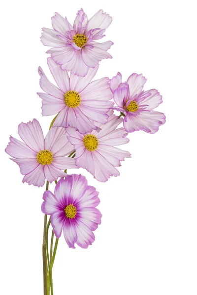 Studio Girato Rosa Colorato Cosmos Fiori Isolato Sfondo Bianco Ampia — Foto Stock