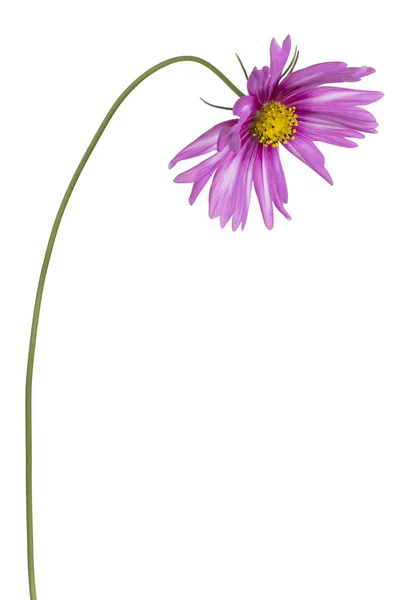 Studio Shot Magenta Colored Cosmos Flower Aislado Sobre Fondo Blanco — Foto de Stock