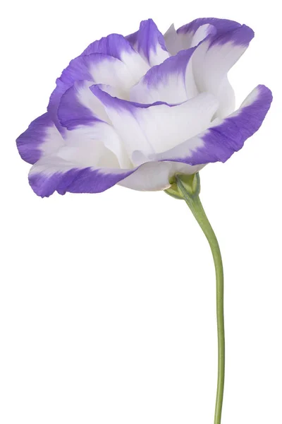 Studio Shot Blue Color Eustoma Flower Aislado Sobre Fondo Blanco —  Fotos de Stock