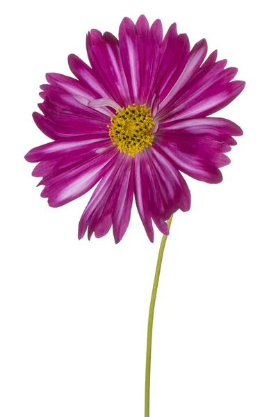 Studio Shot Van Fuchsia Gekleurde Kosmos Flower Geïsoleerd Witte Achtergrond — Stockfoto