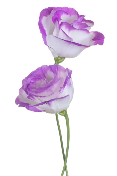 Studioaufnahme Von Weißen Und Magentafarbenen Eustoma Blumen Isoliert Auf Weißem — Stockfoto