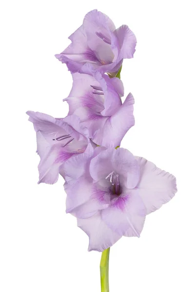 Studio Shot Blue Colored Gladiolus Flower Isolado Fundo Branco Grande — Fotografia de Stock