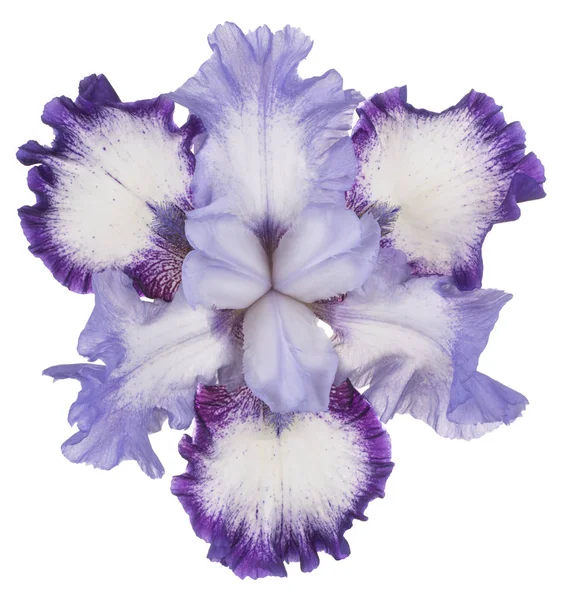 Studio Shot Blue Colored Iris Kwiat Izolowany Białym Tle Duża — Zdjęcie stockowe