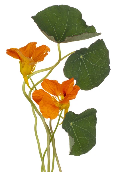 Studio Shot Orange Gekleurde Nasturtium Bloemen Geïsoleerd Witte Achtergrond Grote — Stockfoto