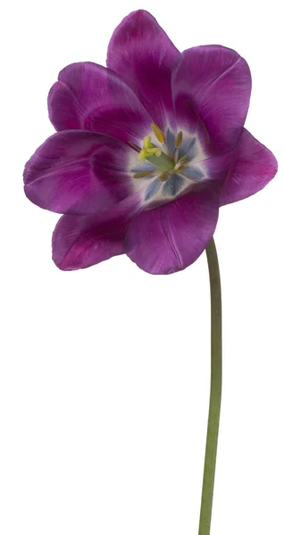 Studio Shot Flor Tulipán Color Púrpura Aislado Sobre Fondo Blanco — Foto de Stock