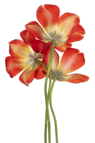 Estúdio Tiro Flores Tulipa Cor Laranja Isolado Fundo Branco Grande — Fotografia de Stock