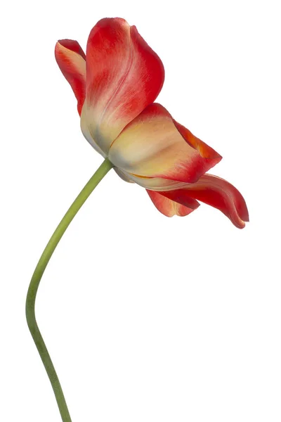 Studio Shot Van Rood Geel Gekleurde Tulpenbloem Geïsoleerd Witte Achtergrond — Stockfoto