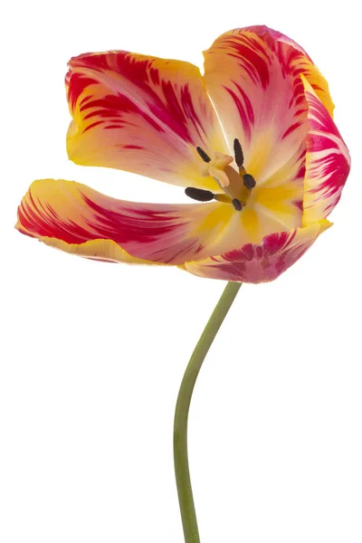 Studio Shot Red Yellow Colored Tulip Flower Isolado Fundo Branco — Fotografia de Stock