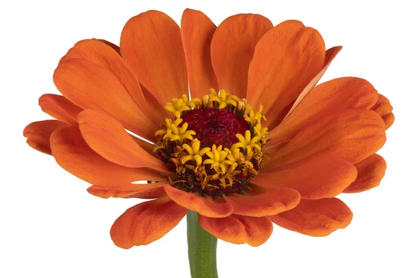 Estudio Tiro Color Naranja Flor Zinnia Aislado Sobre Fondo Blanco —  Fotos de Stock