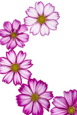 Pembe renkli Cosmos stüdyo çekim arka çiçekler. Makro. Yakın çekim.