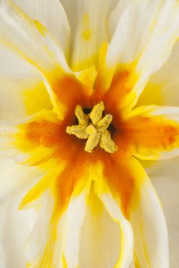 Nergis çiçek arka plan stüdyo kadeh beyaz ve turuncu renkli. Makro.