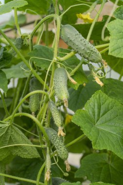 Doğal verimli Cucumus atış sativus bitki ekili gruptaki. Makro.