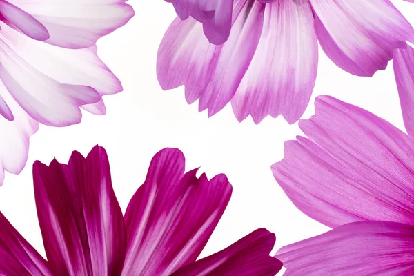 Studio Skott Magenta Färgad Kosmos Blomma Kronblad Bakgrund Makro Närbild — Stockfoto