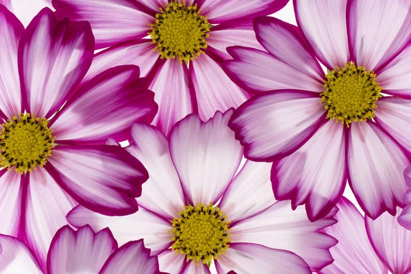 Studio Skott Magenta Färgad Kosmos Blommor Bakgrunder Makro Närbild — Stockfoto