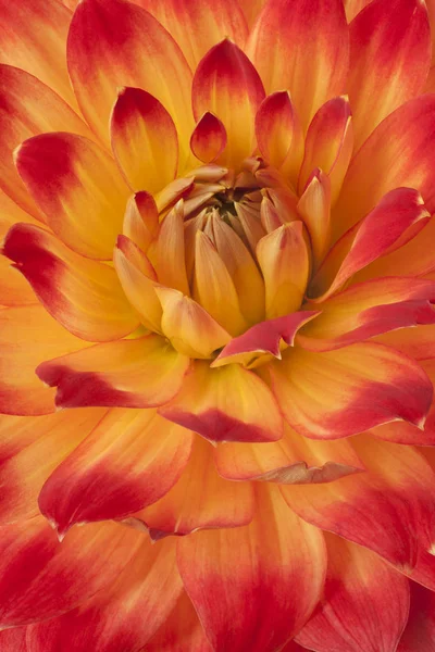 Studioaufnahme Von Rot Und Gelb Gefärbten Dahlienblüten Hintergrund Makro — Stockfoto