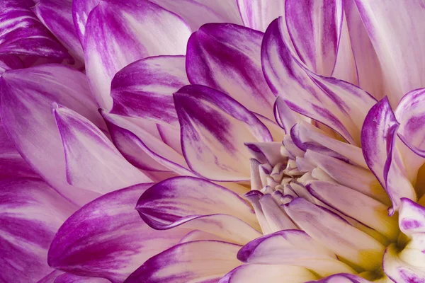 Studio Záběr Purpurové Barevné Pozadí Flower Dahlia Makro — Stock fotografie