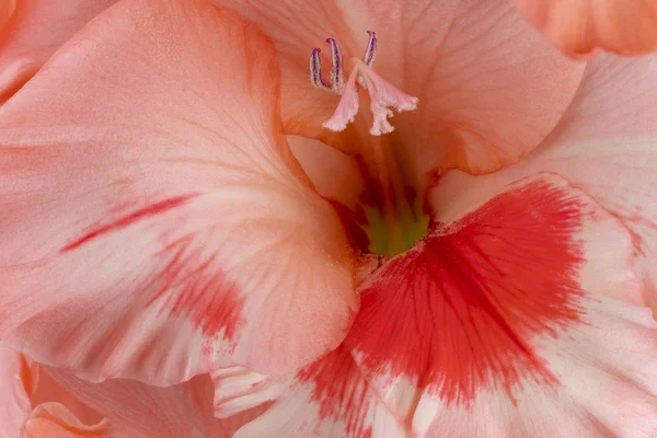 Studioaufnahme Von Orangefarbenen Gladiolenblüten Hintergrund Makro Nahaufnahme — Stockfoto