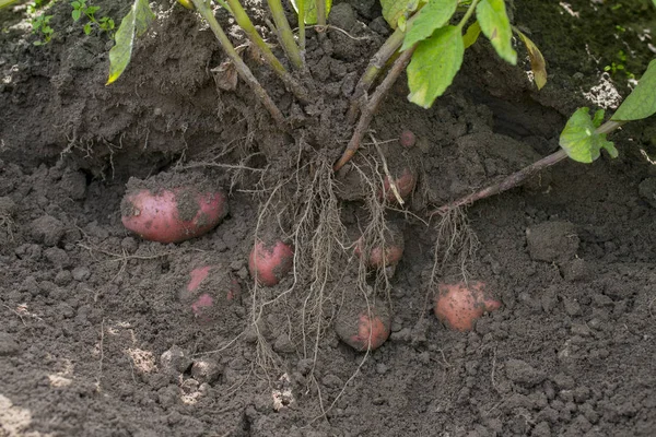 감자를 재배하는 농부들 농장에서 농사를 — 스톡 사진