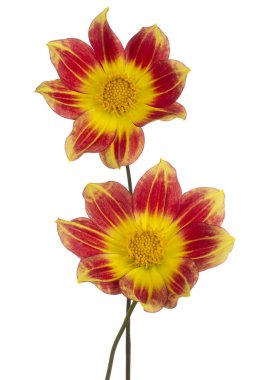 izole dahlia çiçeği