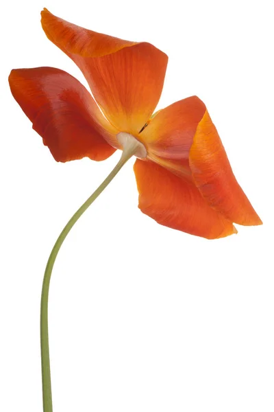 Eschschoizia bloem geïsoleerd — Stockfoto