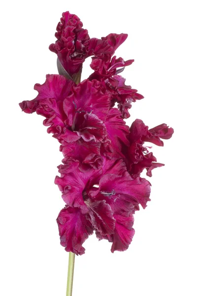 Flor de gladíolo isolada — Fotografia de Stock