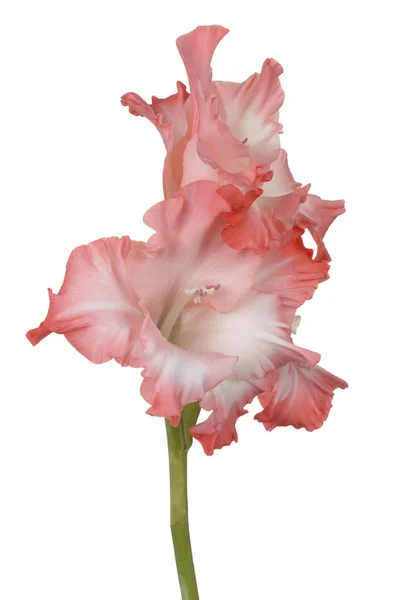 Gladiolus blomma isolerade — Stockfoto