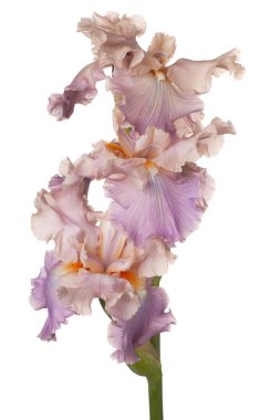 izole iris çiçeği