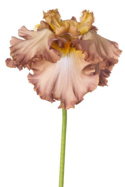 izole iris çiçeği