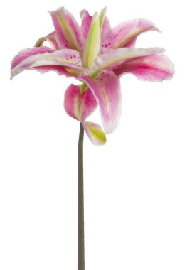 Zambak çiçeği soyutlanmış