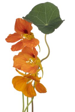 izole nasturtium çiçek