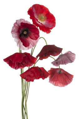 haşhaş çiçeği izole