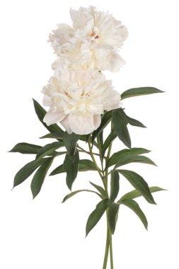 izole Şakayık çiçeği