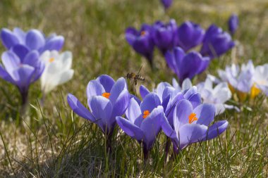 doğa bitkisi çiçeği.