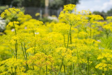 dereotu baharat bitkileri