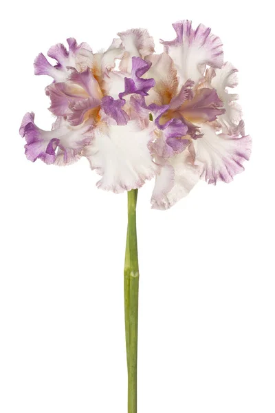 Λουλούδια Ίρις απομονωθεί — Φωτογραφία Αρχείου