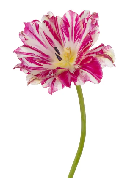 Tulip flower isolated — Stock Photo, Image