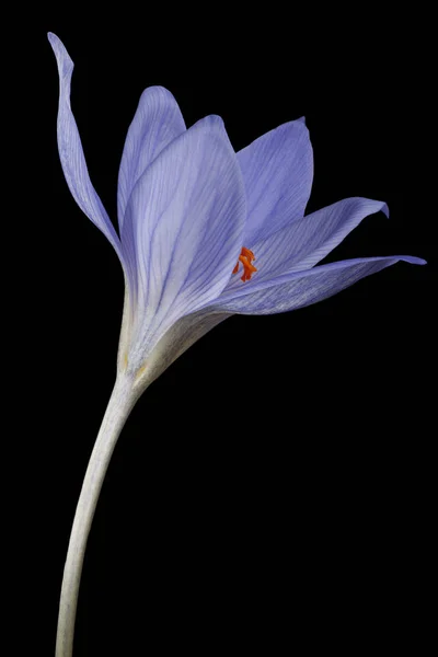 Fiore di croco su nero — Foto Stock