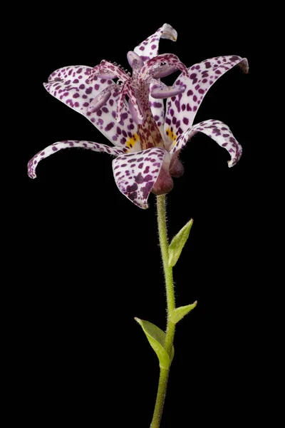 Tricyrtis flower on black — Stock Photo, Image