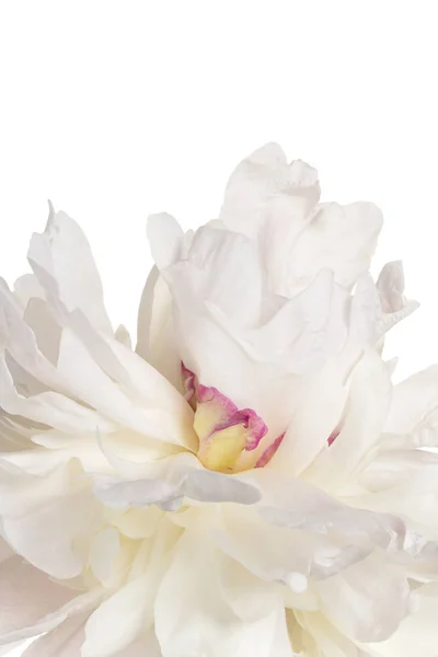 Peony flower background — Stock Photo, Image