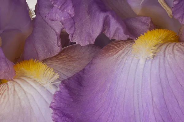 Iris — Stockfoto