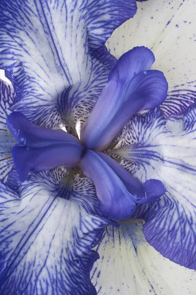 Fonds de fleurs d'iris — Photo