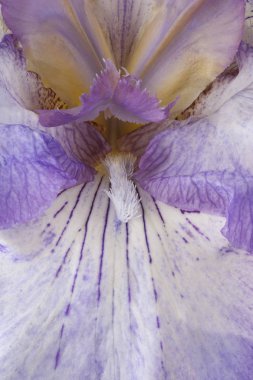 Iris çiçek arka planlar