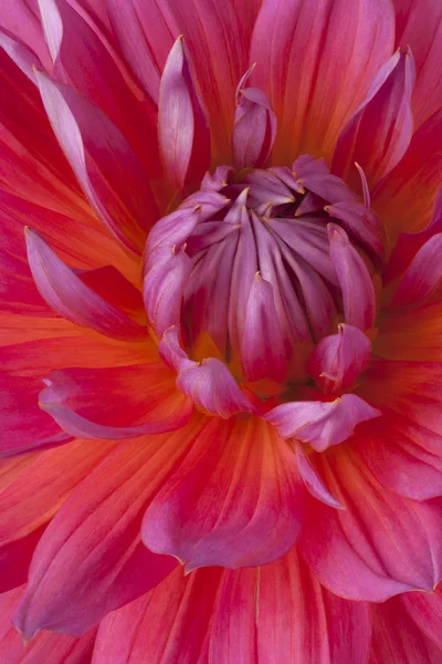 Dahlie Blume Hintergrund — Stockfoto