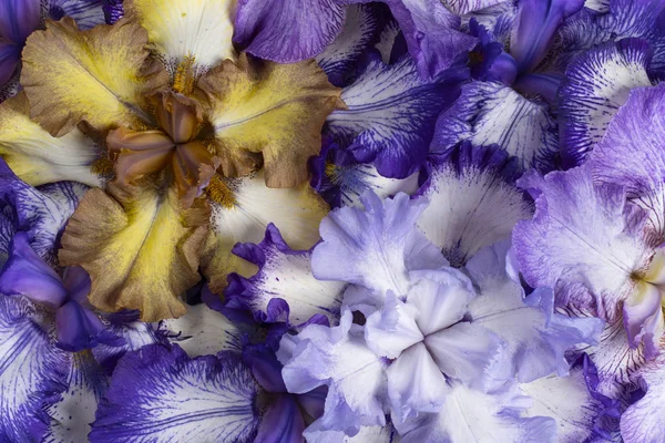 Ίρις λουλούδι φόντα — Φωτογραφία Αρχείου