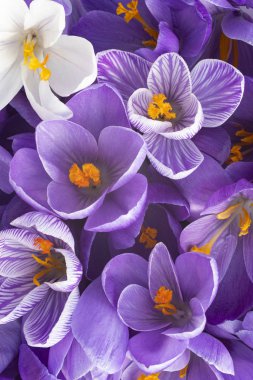 Çiğdem çiçek arka planlar